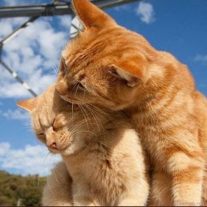 Meet your Posher, Kyleeah